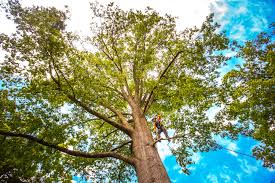 Best Pest Control for Lawns  in Millsboro, DE