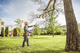 Lawn Renovation and Restoration in Millsboro, DE