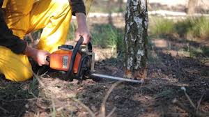 Best Tree Trimming and Pruning  in Millsboro, DE