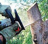 Reliable Millsboro, DE Tree Care Solutions