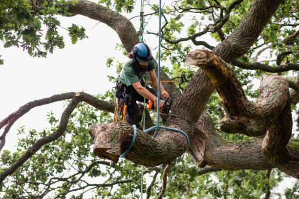  Millsboro, DE Tree Care Pros