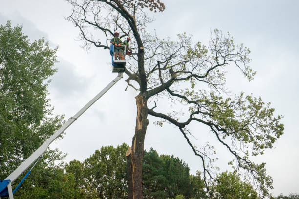 Best Tree Maintenance Programs  in Millsboro, DE