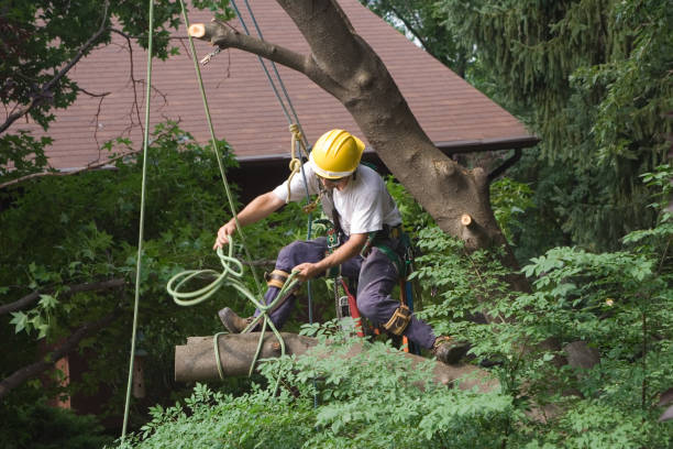 Best Utility Line Clearance  in Millsboro, DE