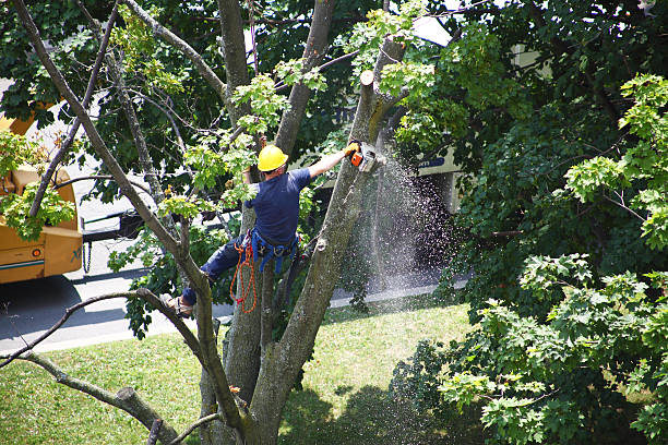 Best Lawn Renovation and Restoration  in Millsboro, DE